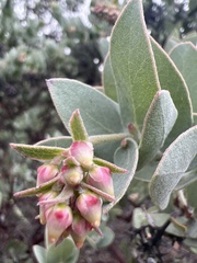 Arctostaphylos auriculata