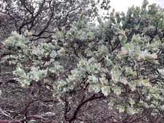 Arctostaphylos auriculata