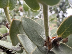 Arctostaphylos auriculata