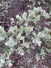 Arctostaphylos auriculata