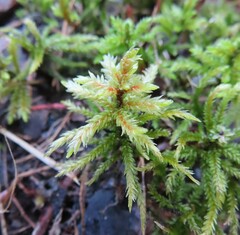 Climacium dendroides