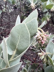 Arctostaphylos auriculata