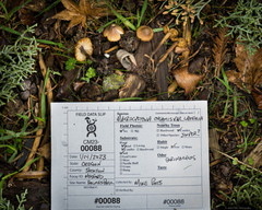 Macrocystidia cucumis latifolia