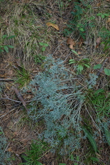 Phlojodicarpus