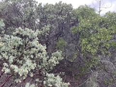 Arctostaphylos auriculata