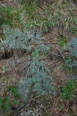 Phlojodicarpus