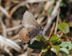 Callophrys augustinus