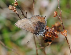 Callophrys augustinus