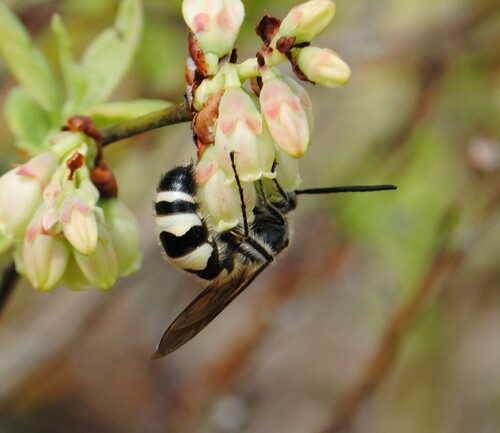 Feather-legged Scoliid Wasp photo 5