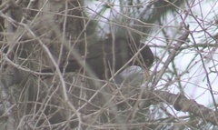 Turdus merula