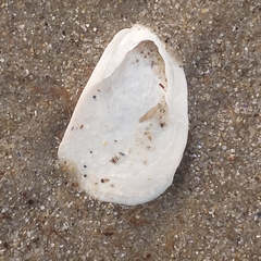 Crepidula plana