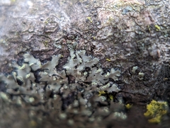 Phaeophyscia pusilloides