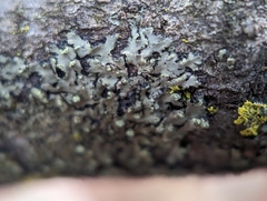 Phaeophyscia pusilloides
