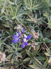 Lupinus lepidus
