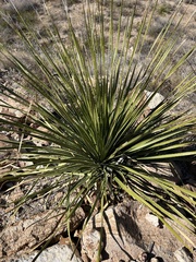 Dasylirion leiophyllum