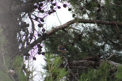 Garrulus glandarius