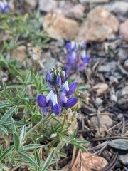 Lupinus lepidus
