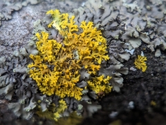 Xanthomendoza weberi