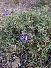 Lupinus lepidus