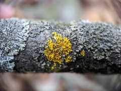 Xanthomendoza weberi