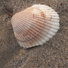 Lunarca ovalis