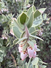 Arctostaphylos auriculata