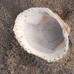 Lunarca ovalis