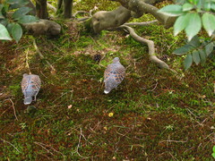 Streptopelia orientalis orientalis