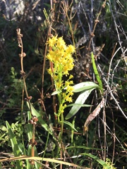 Solidago
