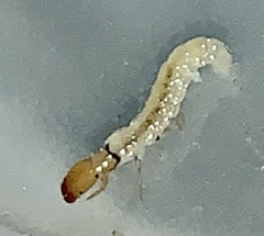 Chimarra
