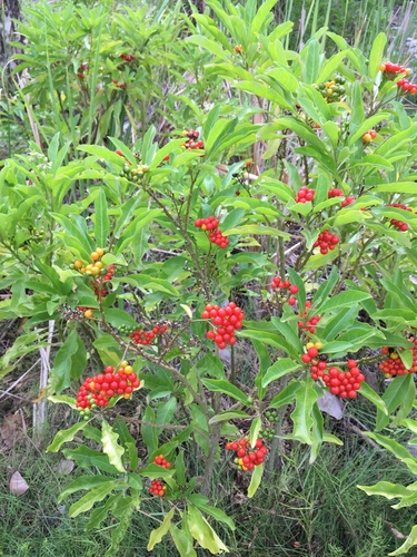 mullein nightshade