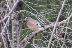 Garrulus glandarius