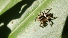 Stenaelurillus gabrieli