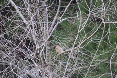 Garrulus glandarius