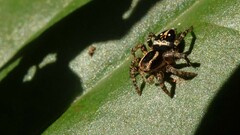 Stenaelurillus gabrieli