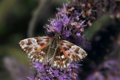 Muschampia stauderi