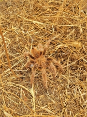 Grammostola rosea