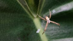 Argiope aemula