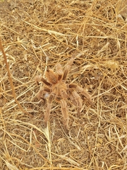 Grammostola rosea