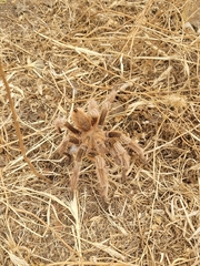 Grammostola rosea