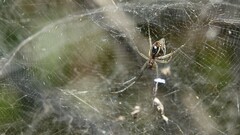 Cyrtophora cicatrosa