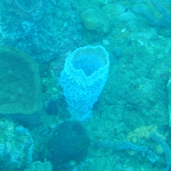 Callyspongia plicifera