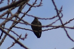 Sturnus vulgaris