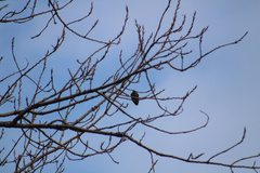 Sturnus vulgaris
