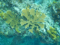 Acropora palmata