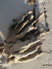 Callyspongia aculeata