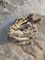 Callyspongia aculeata