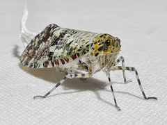 Phenax variegata