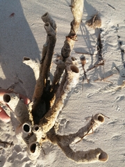 Callyspongia aculeata