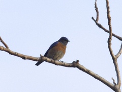 Sialia mexicana